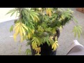 Purple Urkle Harvest Day 53