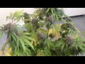 Purple Urkle Harvest Day 53
