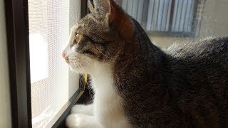 朝日と猫ミルキー Cat and morning sun