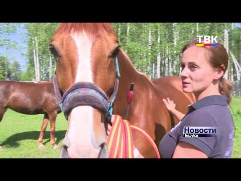 Удивительную историю рыжего орловского рысака Мрамора-второго рассказали бердским корреспондентам ТВК