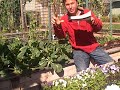 Thumbnail 1 for Best Source Of Heirloom And Open Pollinated Seeds In The Thumbnail 1 for Best Source Of Heirloom And Open Pollinated Seeds In The