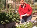 Thumbnail 3 for Best Source Of Heirloom And Open Pollinated Seeds In The Thumbnail 3 for Best Source Of Heirloom And Open Pollinated Seeds In The