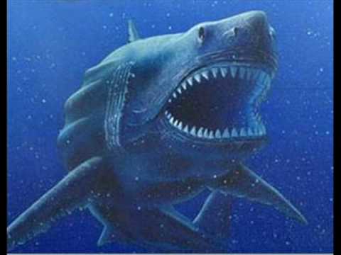 Megalodon-Prehistoric Shark - YouTube