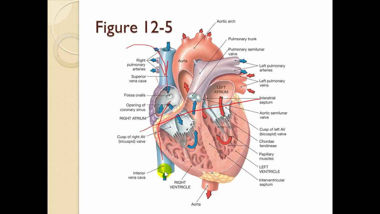 Cardiovascular System And The Heart Rate