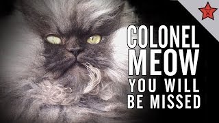 R.I.P. COLONEL MEOW, YOU WILL BE MISSED