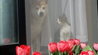 網戸越しの猫と柴犬とチューリップ Cat☆Shiba☆Tulip