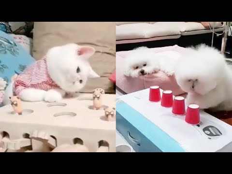 CUTE Cats play Cups and ball guessing game - Funny Dogs Video