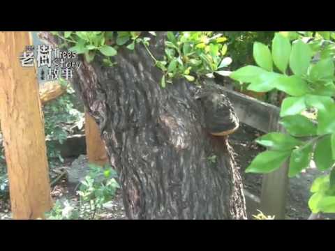 高雄市8棵百年老樹故事-欖李(影片長度:3分11秒) 高雄市8棵百年老樹故事-欖李(影片長度:3分11秒)
