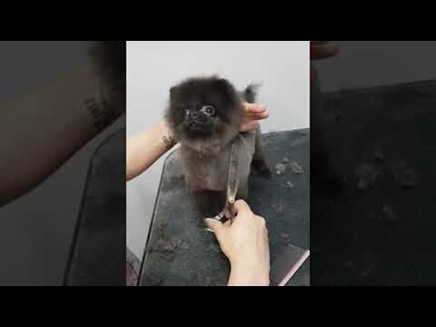 Puppies Grooming Dance || ViralHog