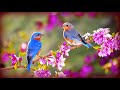 Morning Birds + Soft Rain ©
