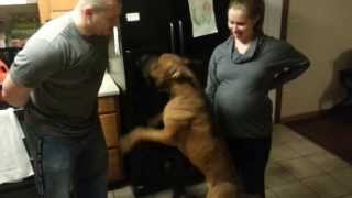 Dog protects pregnant moms belly