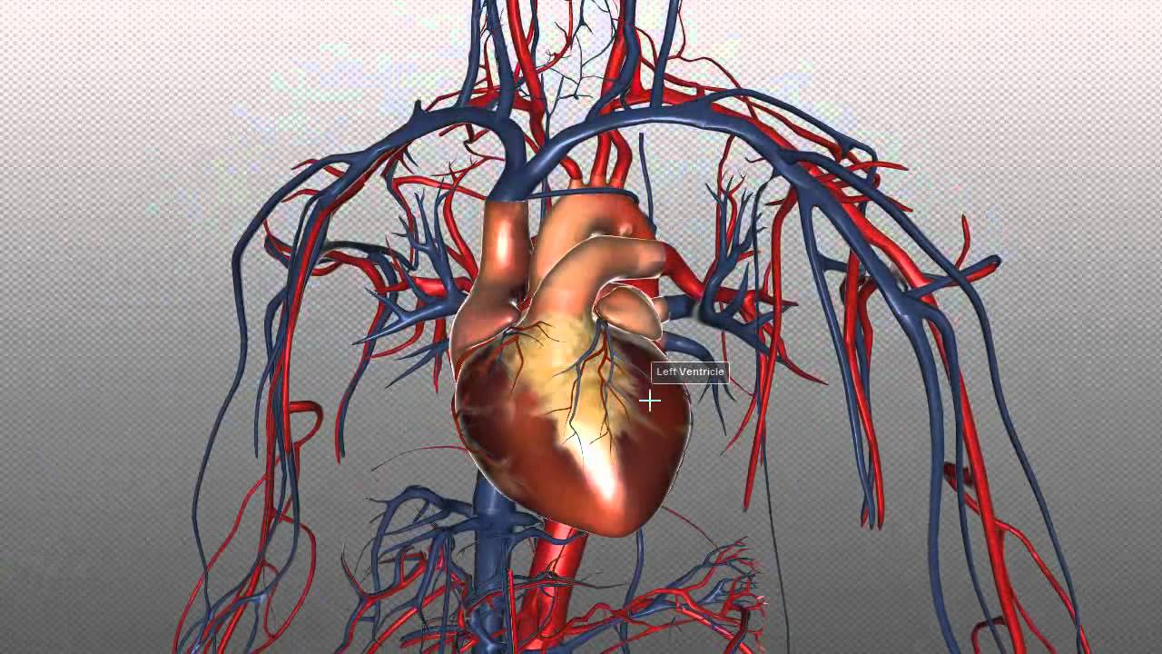 The Heart and Major Vessels - PART 1 - Anatomy Tutorial - YouTube