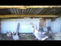 Jason présente les animaux de la Ferme à la Réunion - LaReunionTV -