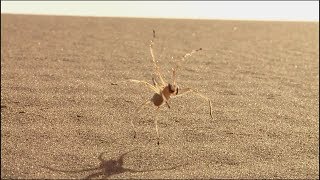 Cebrennus rechenbergi - păianjenul flic-flac