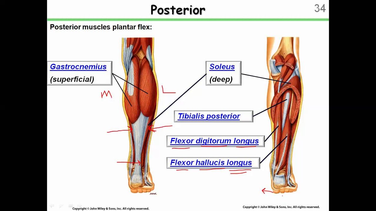 The Muscular System 4: Muscles below the knee - YouTube