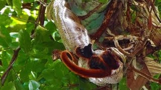 SNAKE EATS HOWLER MONKEY