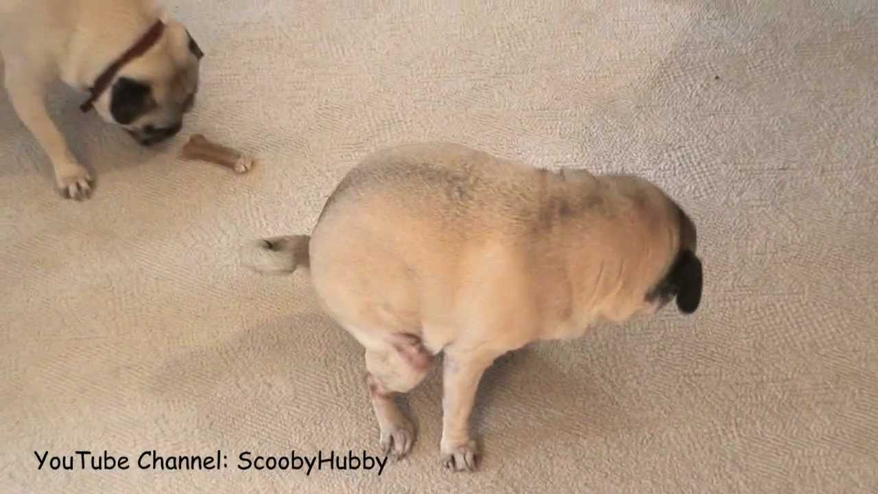 Pug Poops on Plush - YouTube