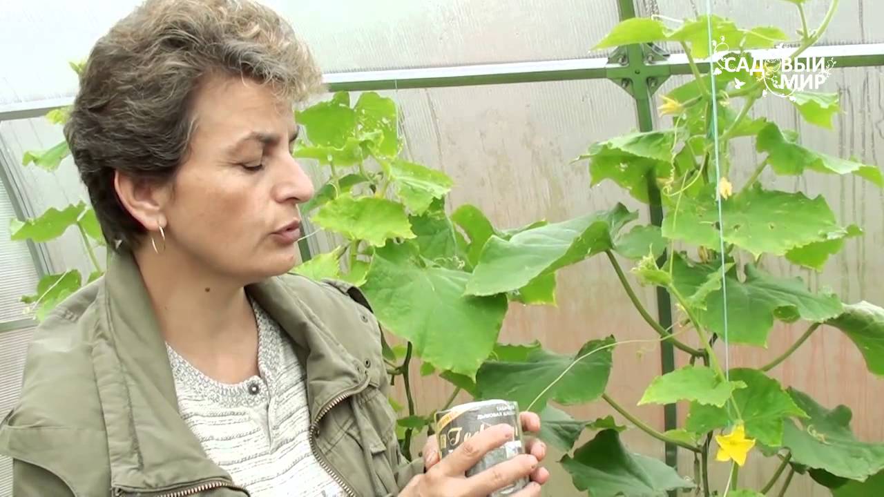 Защита растений в теплице от насекомых вредителей