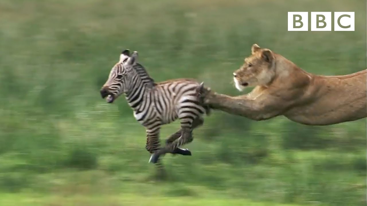 HD: Lioness Hunts Zebra - Nature's Great Events: The Great Migration