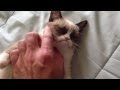 The Original Grumpy Cat