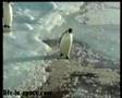 Pingouin stupide / stupid penguin