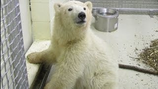 Meet the Newest Polar Bear Cub at Assiniboine Park Zoo