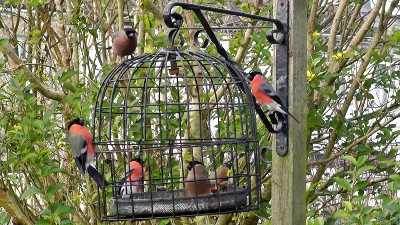 The Bird Cage Anti Squirrel and Pigeon Proof Bird Feeder