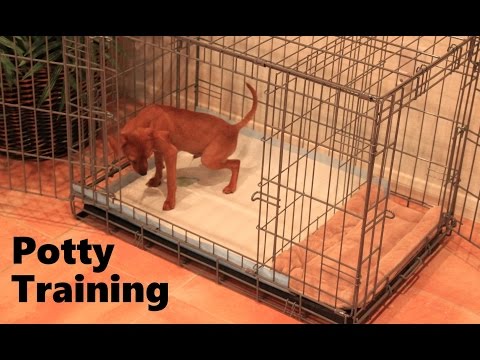 Potty Training Puppy Apartment - Official Full Video - How To Potty ...