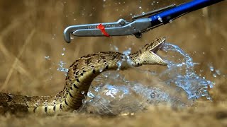 Breathtaking! Slow Motion Puff Adder Attack - Deadly 60 - Series 3 - BBC