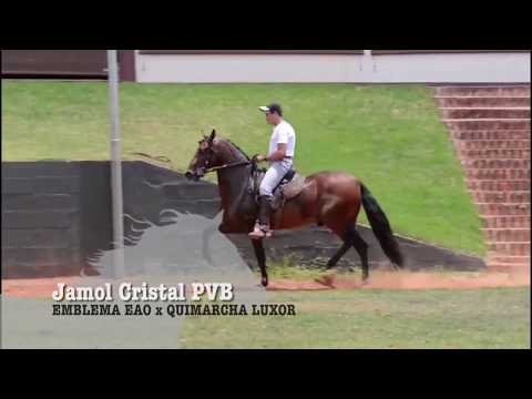CAVALO DA SEMANA - JAMOL CRISTAL PVB - MANGALARGA MARCHADOR