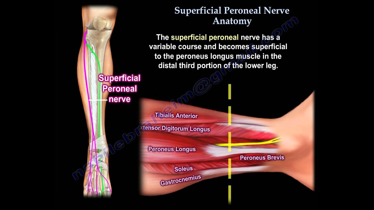 Superficial Peroneal Nerve Anatomy - Everything You Need To Know - Dr