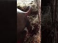 Parto scrofa di Suino Nero Casertano