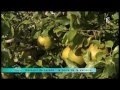La poire de la Valloire - jeudi 26 septembre 2013