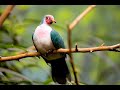 Owl City - On The Wing *New Song*
