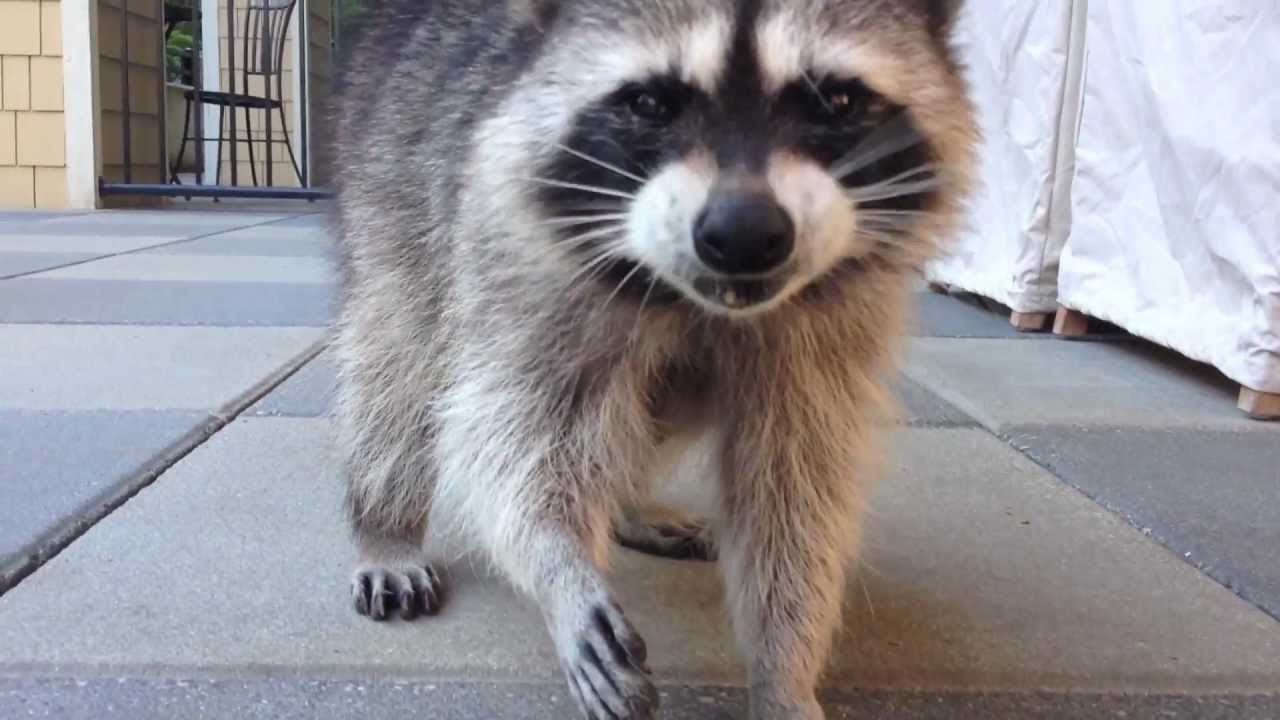 Funny Raccoon Cinnamon - Closeup - YouTube
