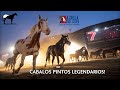 Top 7 Paint Horses Que Marcaron La Historia -Del Cerro Soy
