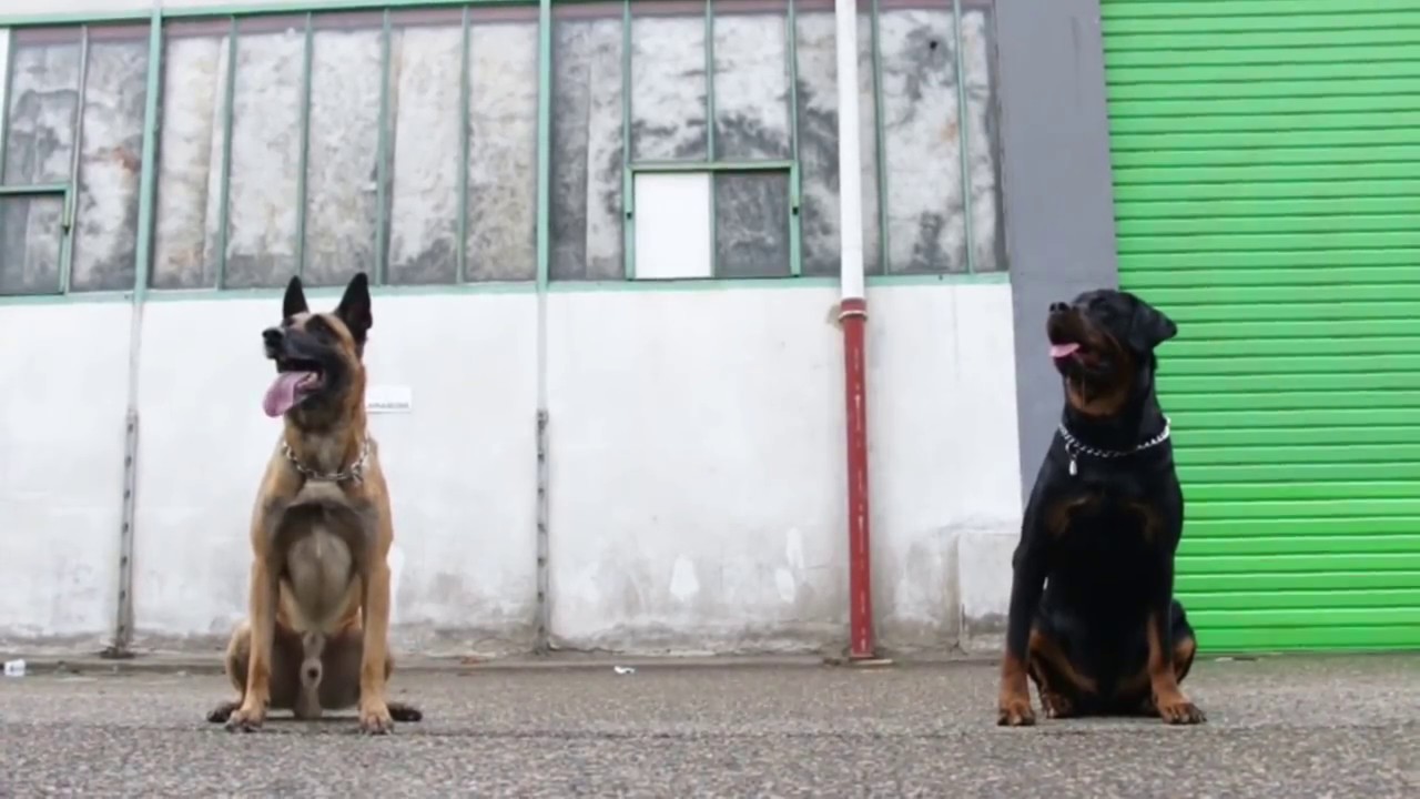 belgian malinois climbing wall