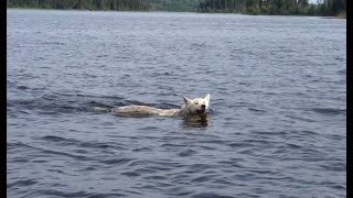 Rare White Wolf Swiming across Northern Saskatchewan lake