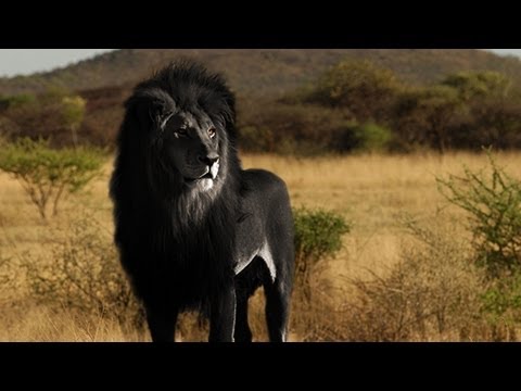 IS THE BLACK LION REAL? - YouTube