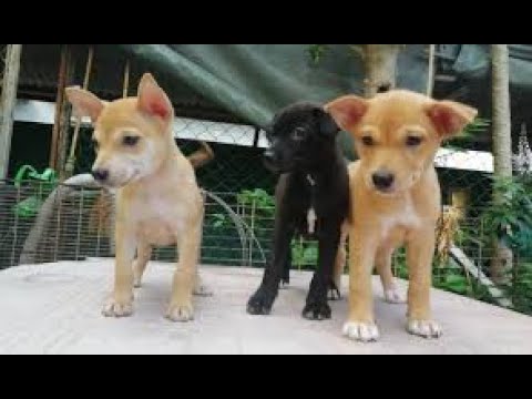 Cutest dog video ever seen #puppy #street #dog #funny