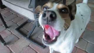 Cute Puppy steals Strawberries