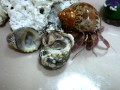 Crab changing shells-12.11.10.MOV