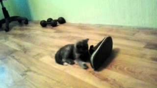 Cute kitten goes inside the slipper　スリッパを履いた猫ちゃん part2