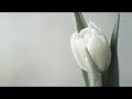 Sleep Music Delta Waves: Relaxing Music to Help you Sleep, Deep Sleep, Inner Peace