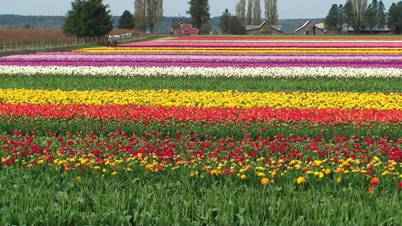 Tulips Festival at La Conner w/music, Washington State. USA YouTube