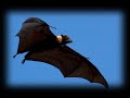 Space Bat