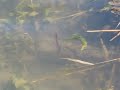 Zoom trick worm underwater