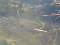 Zoom trick worm underwater