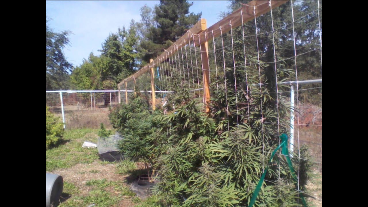 Vertical Trellis Cannabis garden.wmv - YouTube