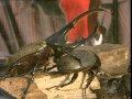 C'est pas sorcier -HANNETONS, COCCINELLES ET SCARABEES : LES COLEOPTERES